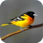 oriole bird sounds android application logo